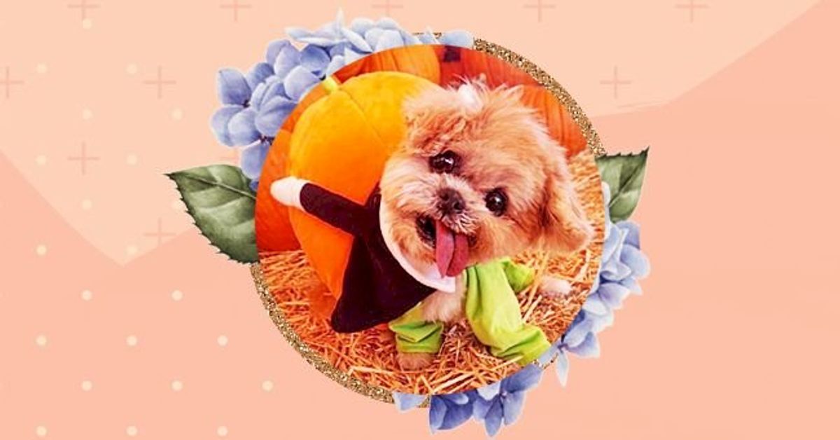 our-pick-5-most-cutest-dogs-on-instagram