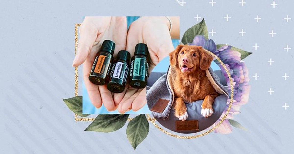 Essential Oils Is Your Diffuser Accidentally Poisoning Your Pets?