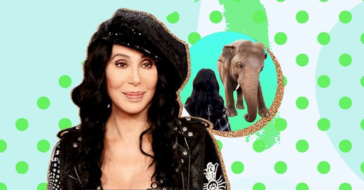 Cher Rescues 'World's Loneliest' Elephant & Places Him In Cambodian